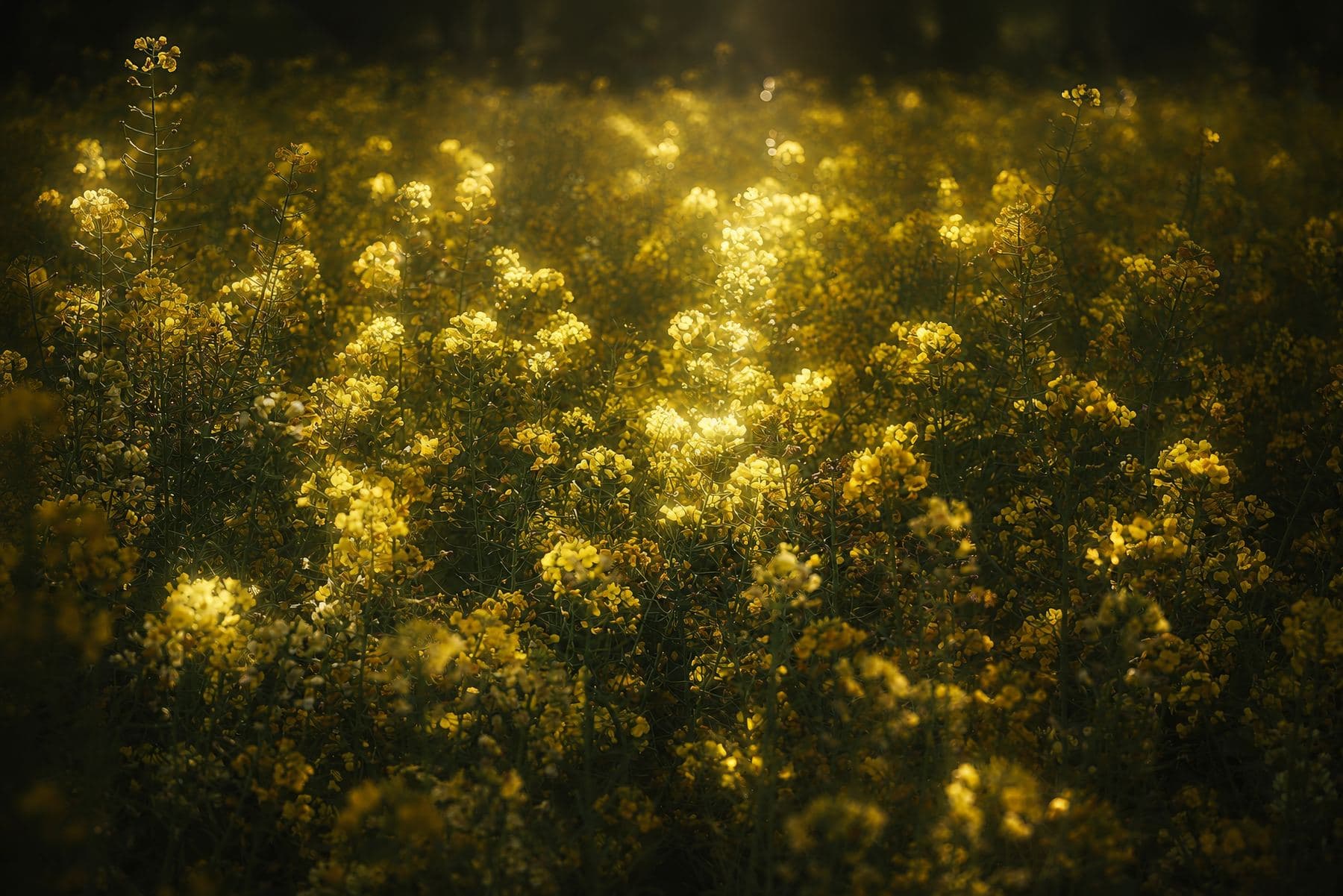 阳光下的花丛