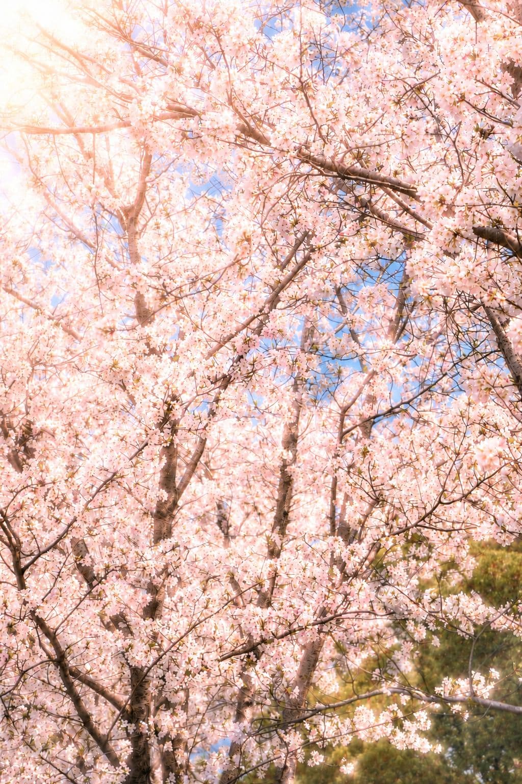 逆光樱花树