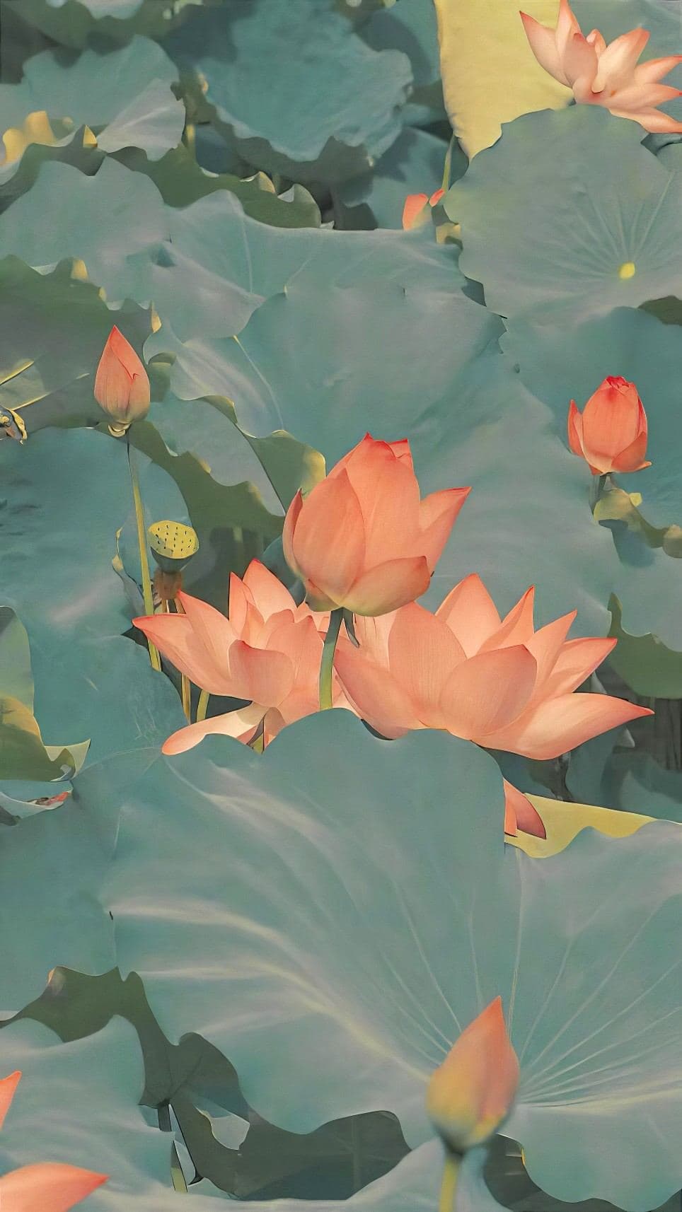 近处荷花与花苞
