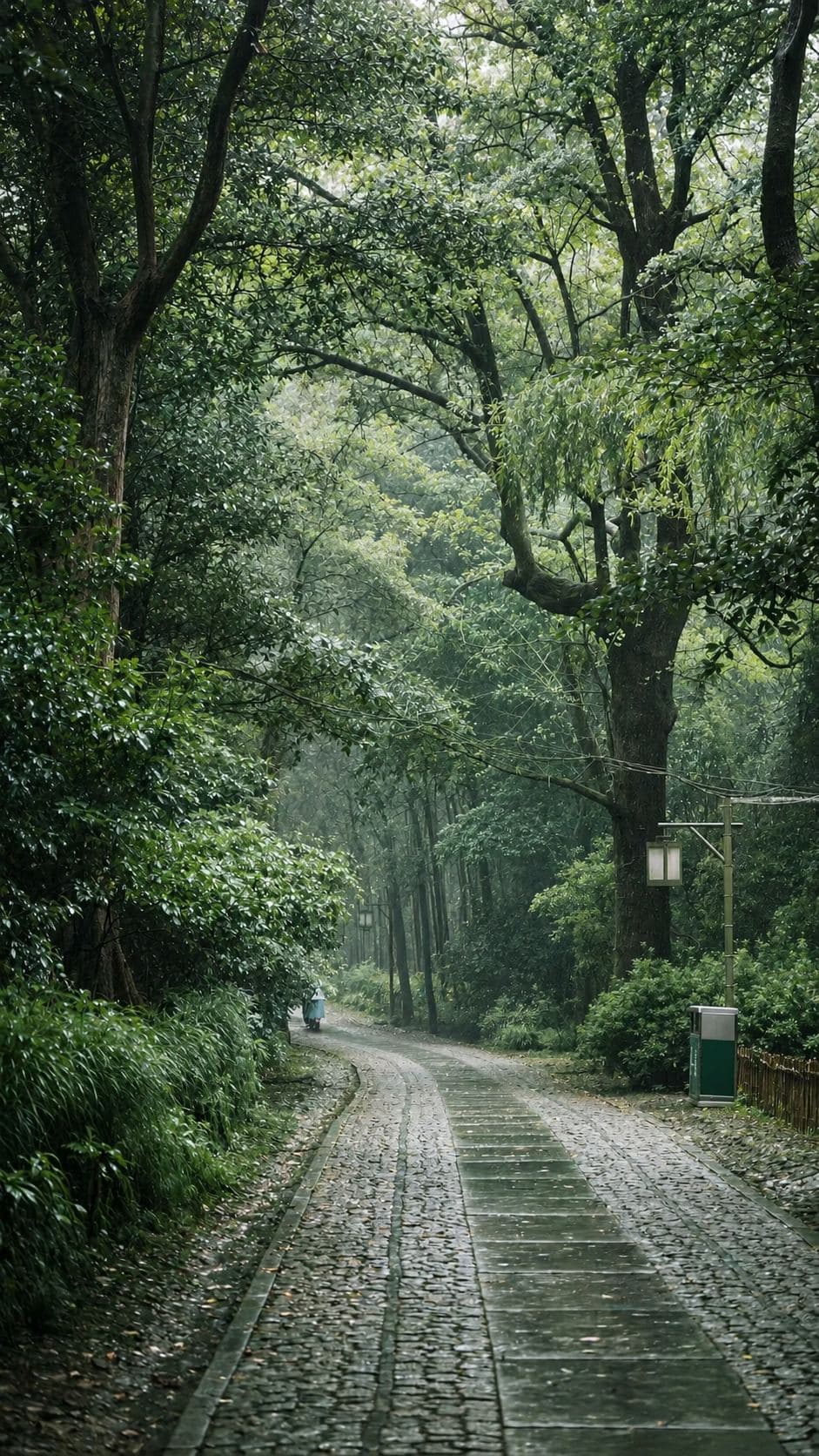 树林中的小路
