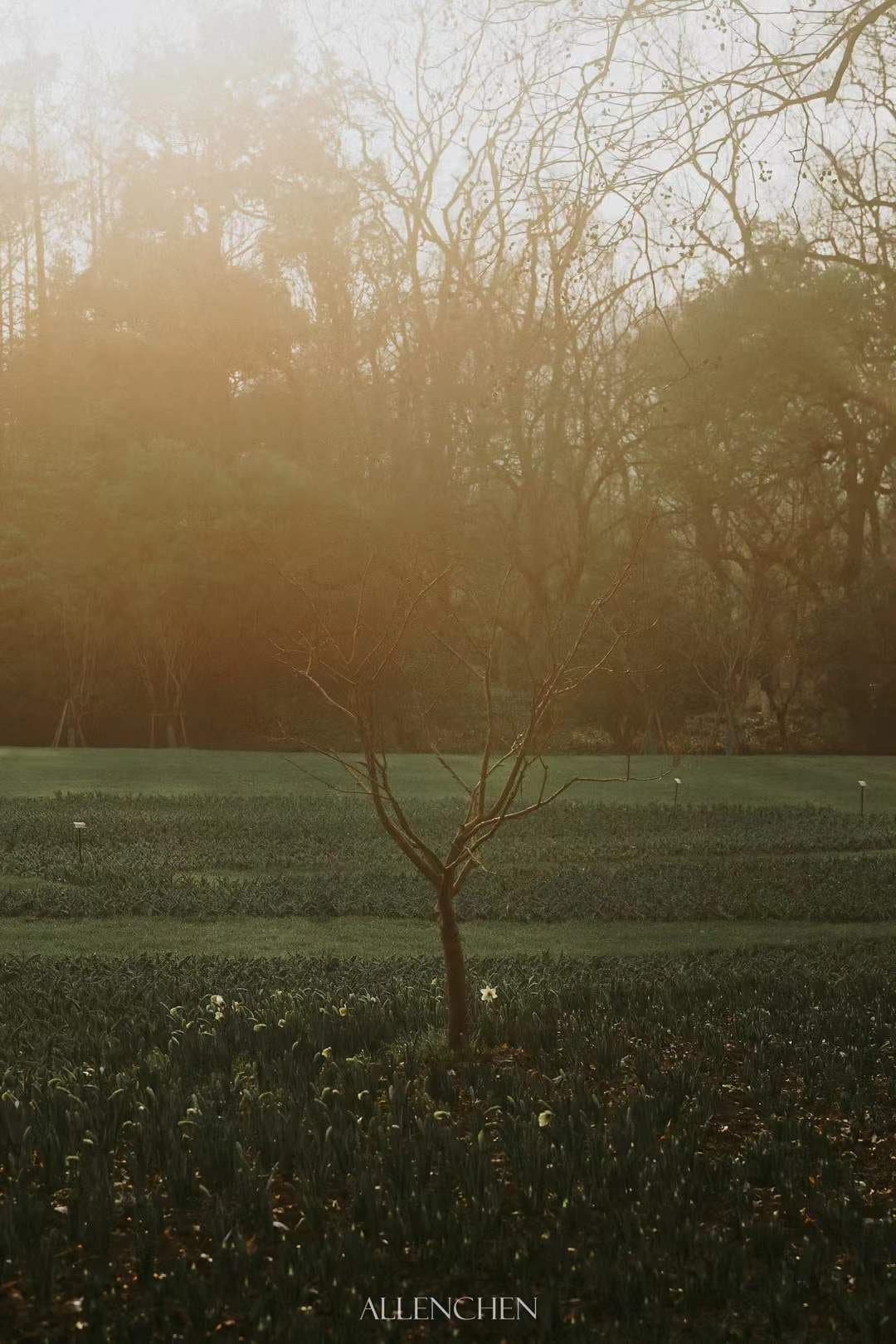 雾中小树